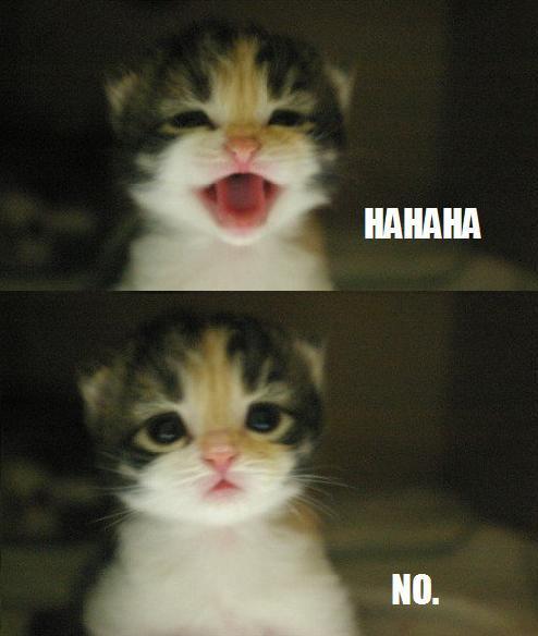 hahaha-no-cat_large.jpg