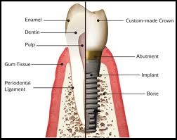 Silver Spring Dentists