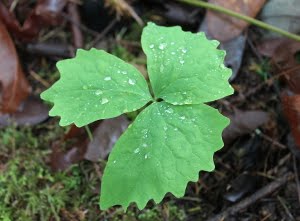 Vanilla Leaf