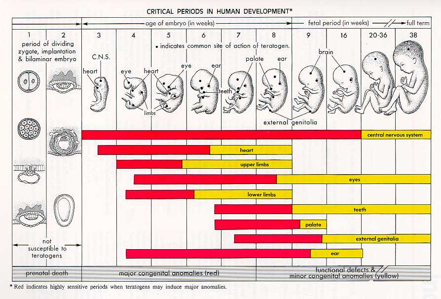 Prenatal Growth Chart