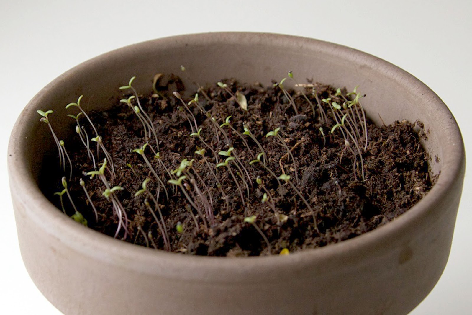 How To Harvest Moss Rose Seeds at Denise Castillo blog