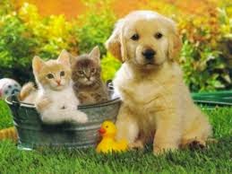 Animales tiernos 2015 - 2016 Animales tiernos 2015 - 2016