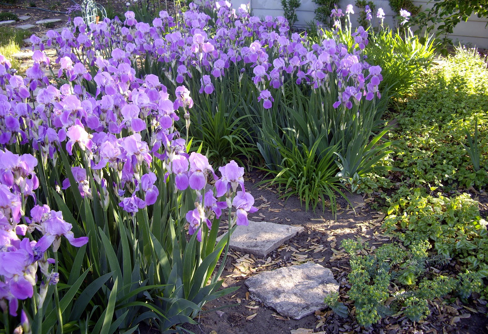 planting iris planting iris