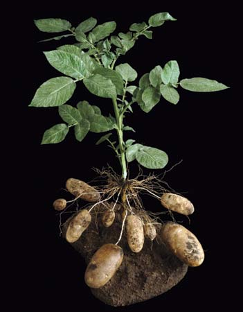 Tanaman kentang memiliki nama ilmiah solanum