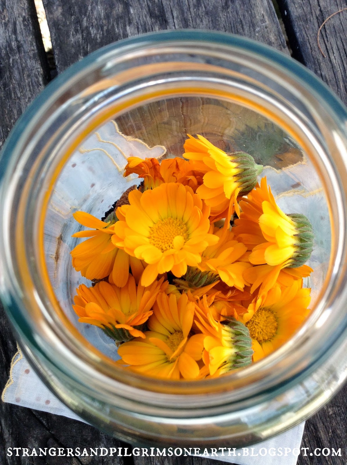 Calendula: medicinal properties and contraindications, reviews, recipes Calendula: medicinal properties and contraindications, reviews, recipes