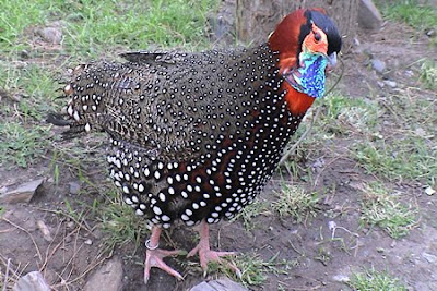 Tragopan Bird 3