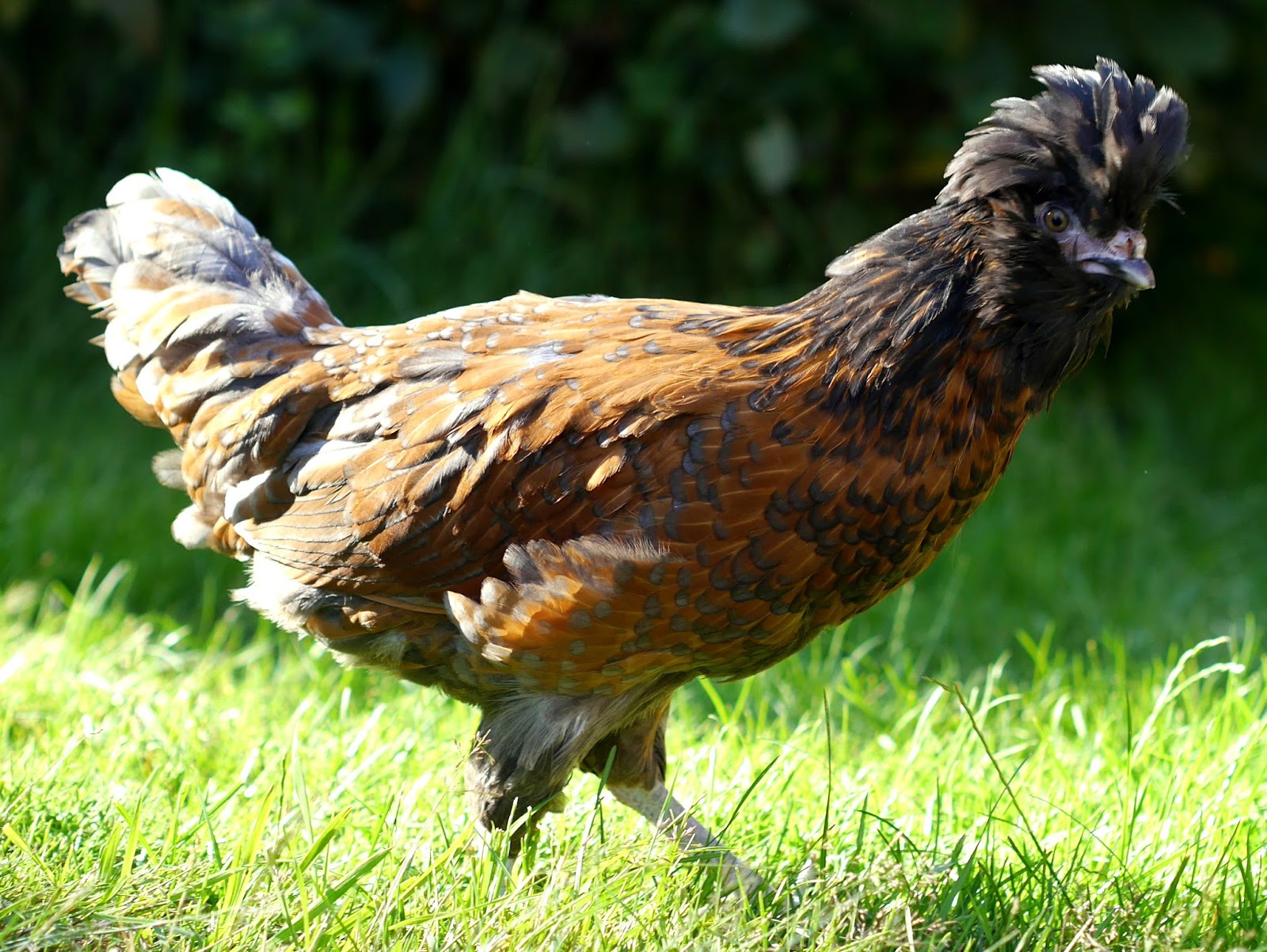 Huhnerinfo Uber Private Huhnerhaltung Und Huhnerrassen 2015