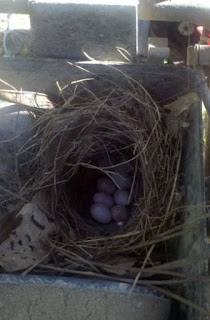 baby bird eggs, Tufted Titmouse, titmouse, farm life, white egg brown speckle