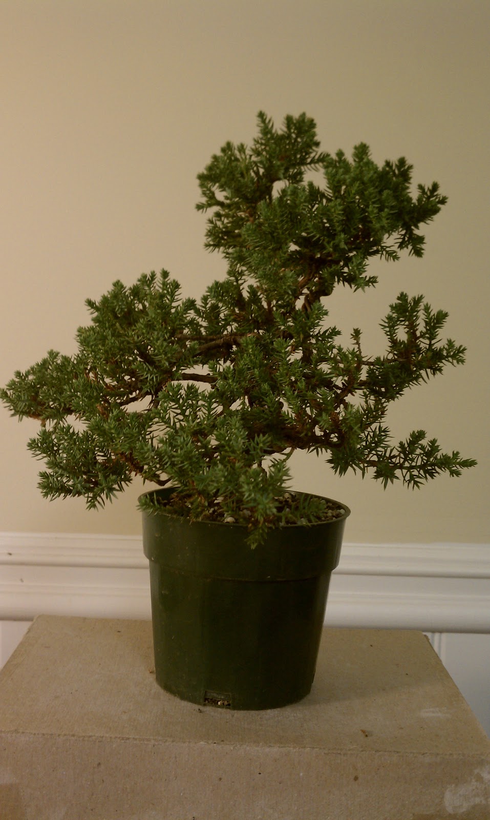 Bodhisattva Bonsai Windswept Juniper and Shohin Juniper get first working