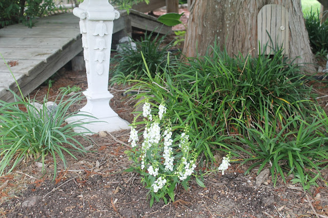 white angelonia