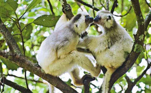 help-amazing-almost-extinct-animals-silky-sifaka help-amazing-almost-extinct-animals-silky-sifaka