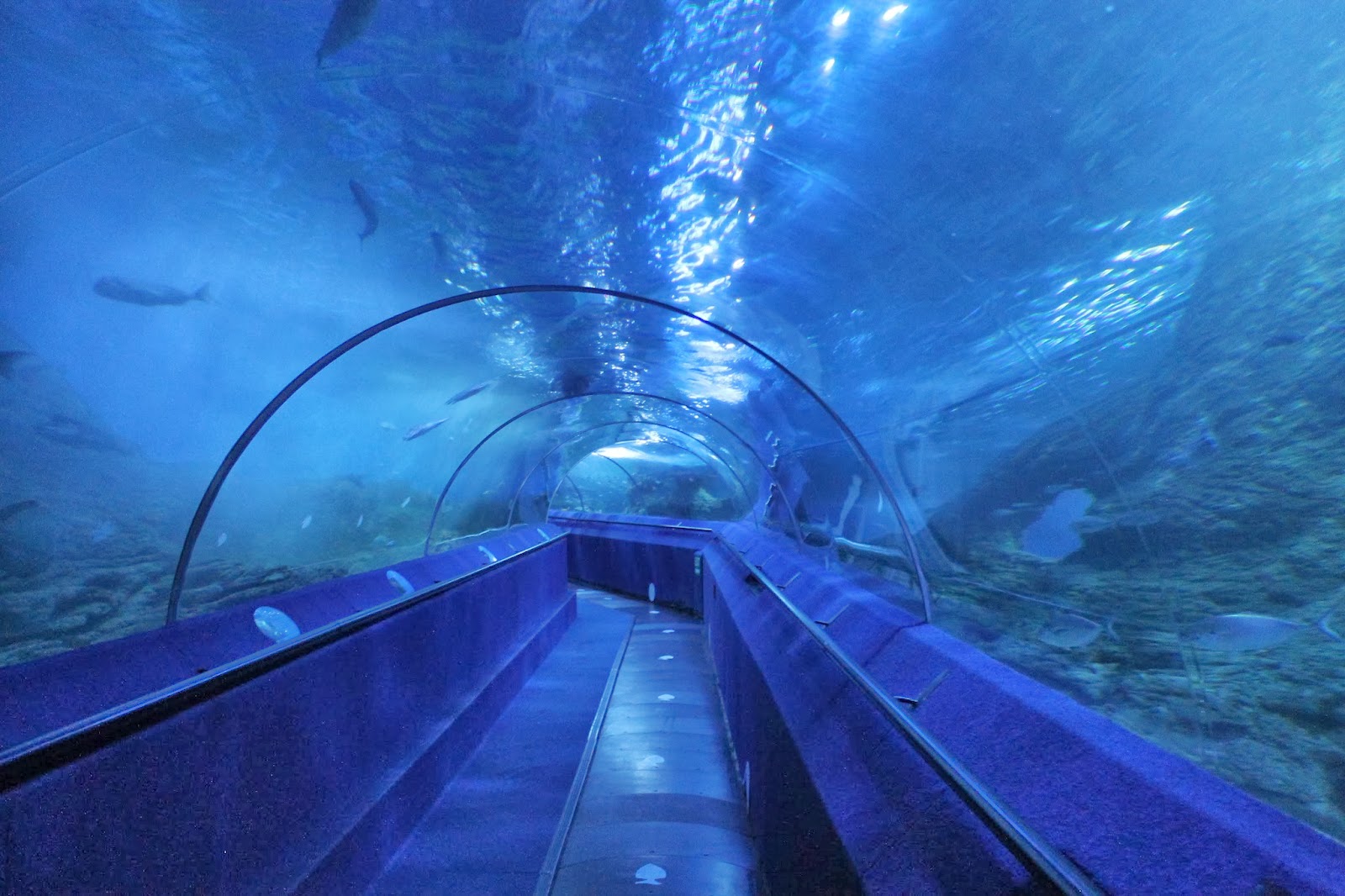 Australasia Aquarium Cont'd & Busselton Jetty