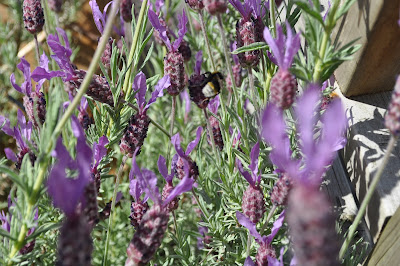 White bottomed bee on lavender http://snadralovesblogging.blogspot.co.uk/