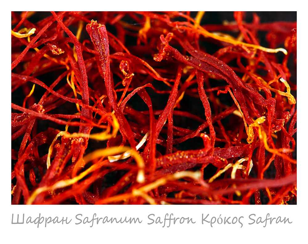 The Tower of Babel Zafferano Saffron Safran Azafrán (IT) (FR