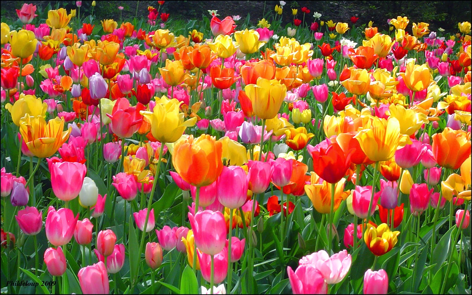 Tulip Wallpapers keywords HERE