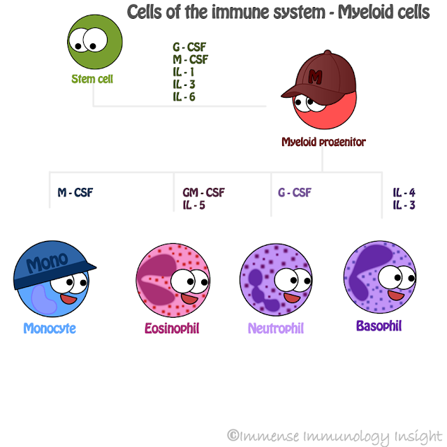 Immense Immunology Insight: Cells of the immune system