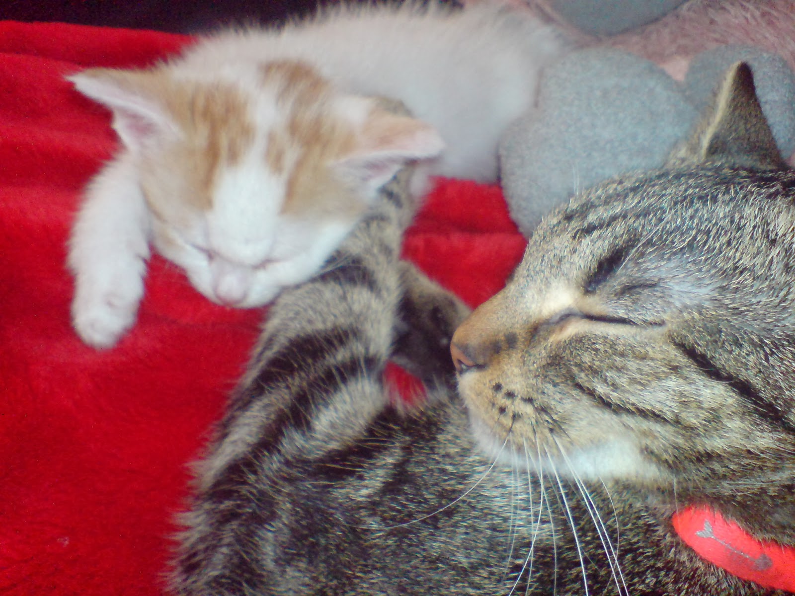 keine katze in einzelhaft kittenaufzucht