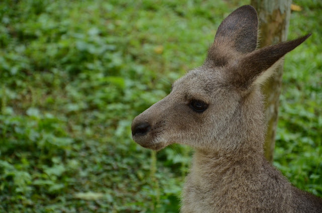 Kangaroo sideview