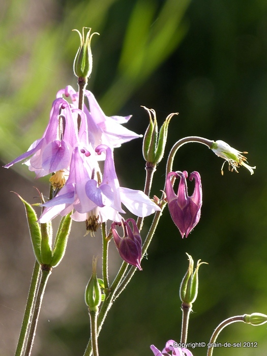 Salzkorn Meine Gartenkuche Siebeck