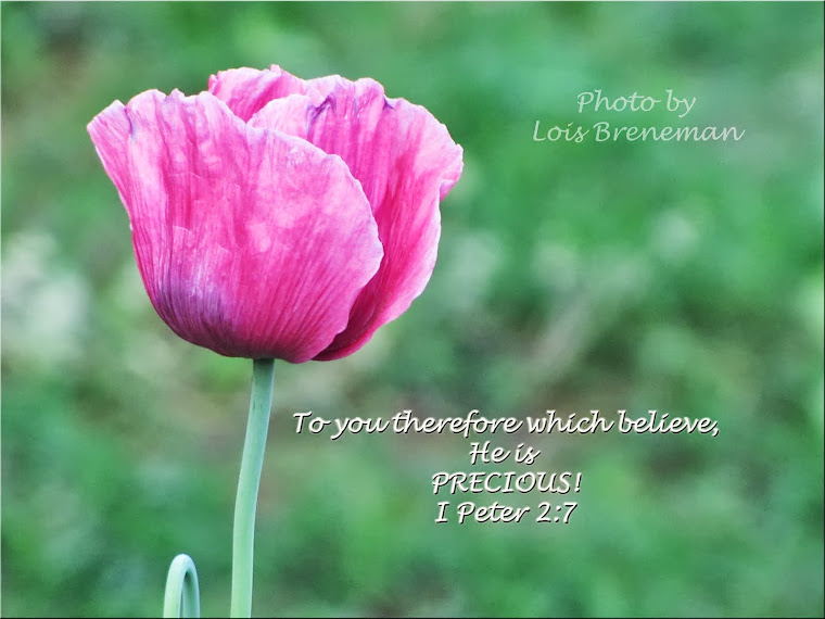 Pink Poppy - I Peter 2:7