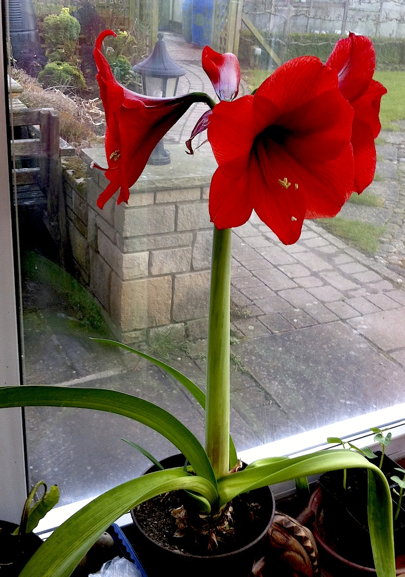 Roger Brook the no dig gardener Growing amaryllis lily as a house plant