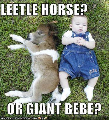 Animal Funny Pictures on Funny Animals Funny Horse Pictures Images