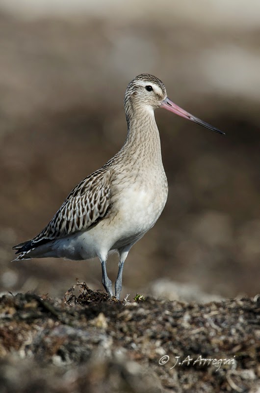 Aguja colipinta, Limosa lapponica, Bar-tailed Godwit Aguja colipinta, Limosa lapponica, Bar-tailed Godwit