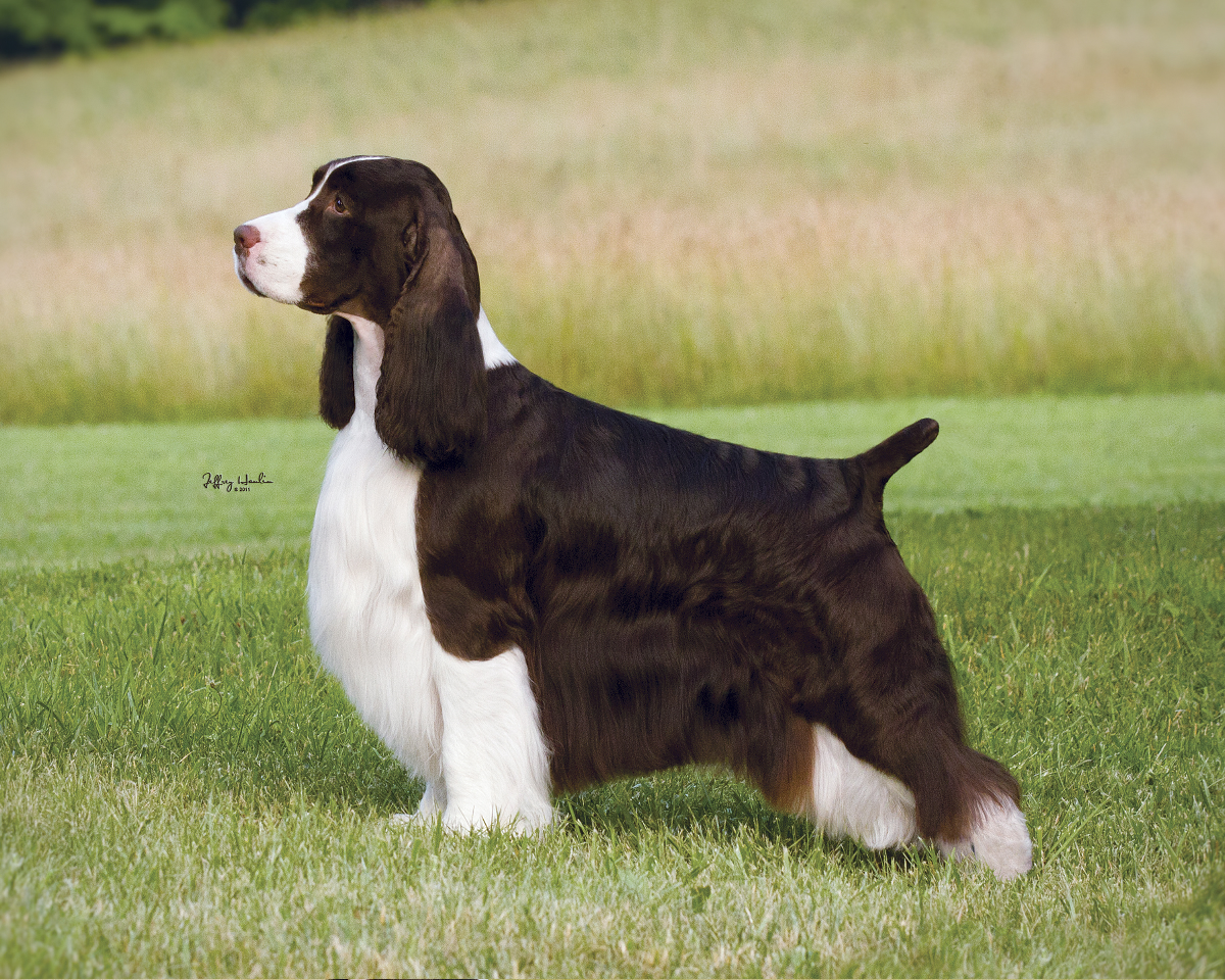 Dog Grooming Sacramento Dog Grooming Sacramento