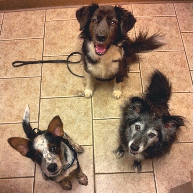 Dog Vaccines Can Make Letter To My Dog Dog Vaccines Can Make Letter To My Dog