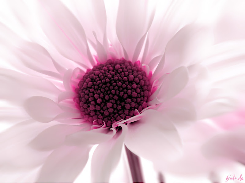 wallpaper flower wallpaper flower wallpaper red flower wallpaper red title=