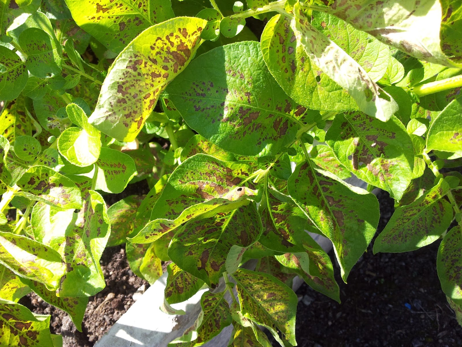 Bury Gardeners Potato rust?
