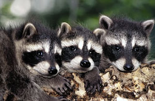 raccoons their raccoon emphasizing cuteness animals keep three kids pets cute baby planet earth racoons away racoon