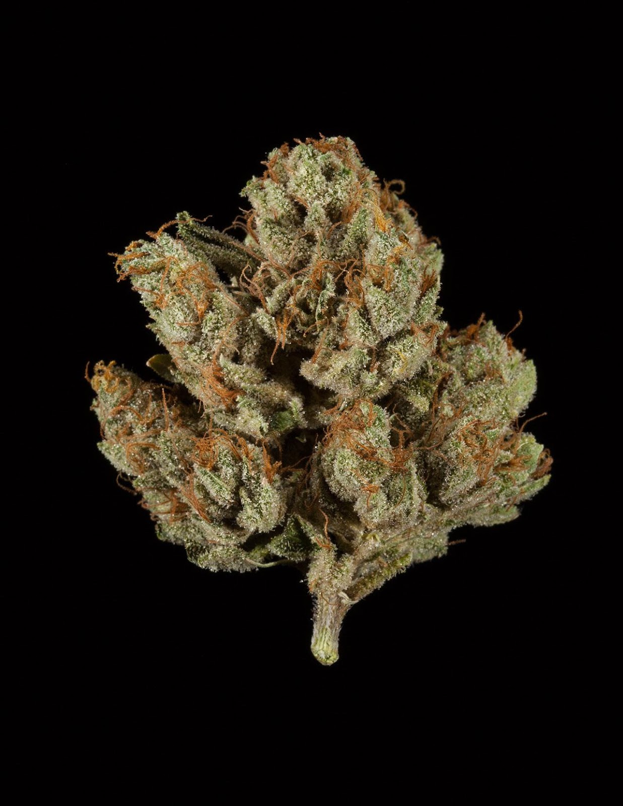 CannaStar OG NNCC LA CannaStar OG NNCC LA