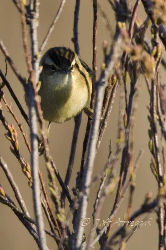Carricerín común, Acrocephalus schoenobaenus, Sedge Warbler Carricerín común, Acrocephalus schoenobaenus, Sedge Warbler