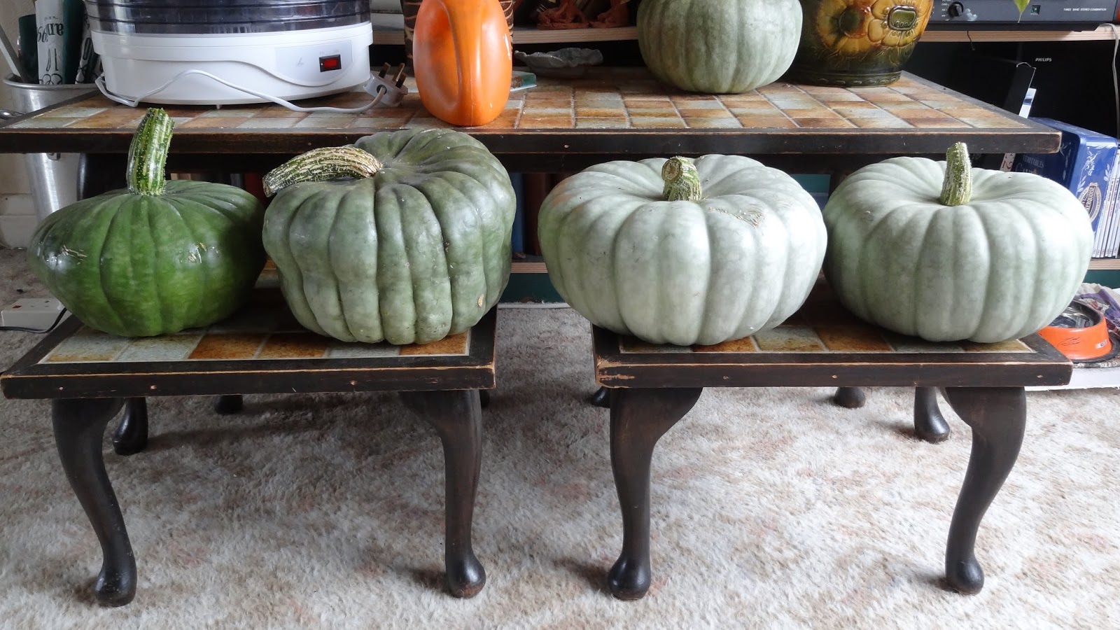 Down on the Allotment Crown Prince Squash