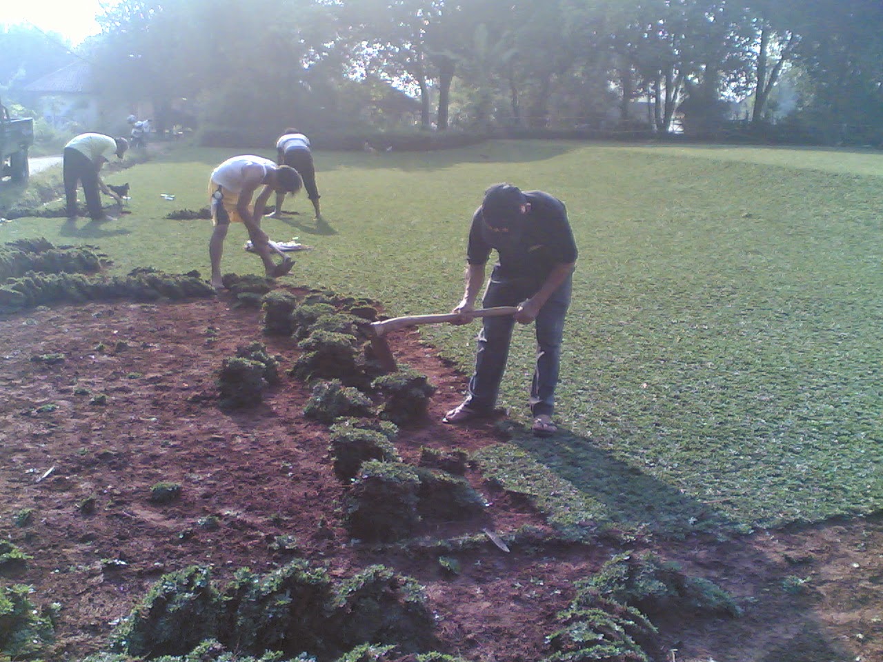 TUKANG RUMPUT GAJAH MINI | SUPLIER TANAMAN RUMPUT | DESAIN TAMAN | JASA TUKANG TAMAN TUKANG RUMPUT GAJAH MINI | SUPLIER TANAMAN RUMPUT | DESAIN TAMAN | JASA TUKANG TAMAN