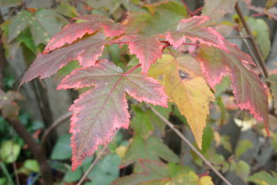 Acer ginnala Amur maple fall leaf colour by garden muses--a Toronto gardening blog