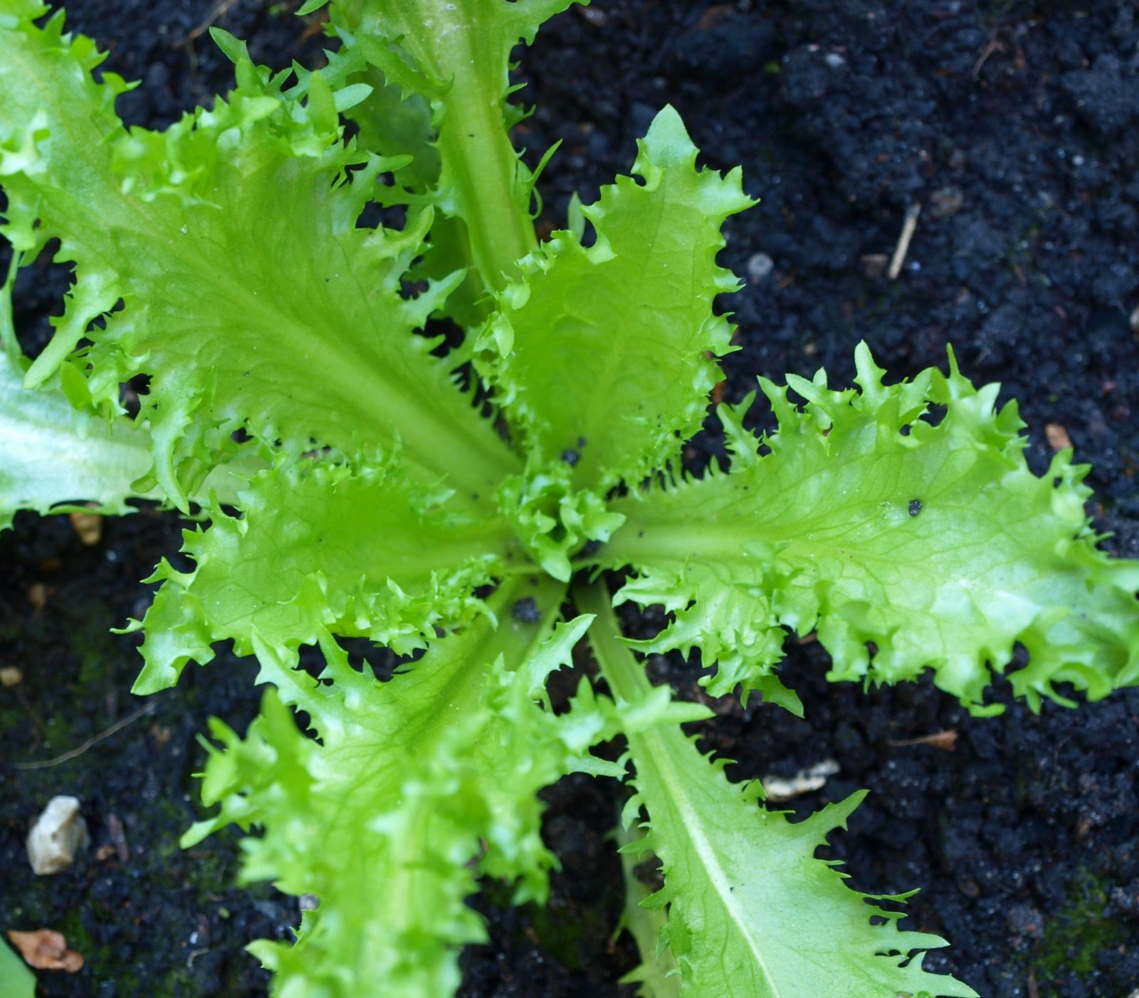 Mark�s Veg Plot Oh No, not MORE lettuce!