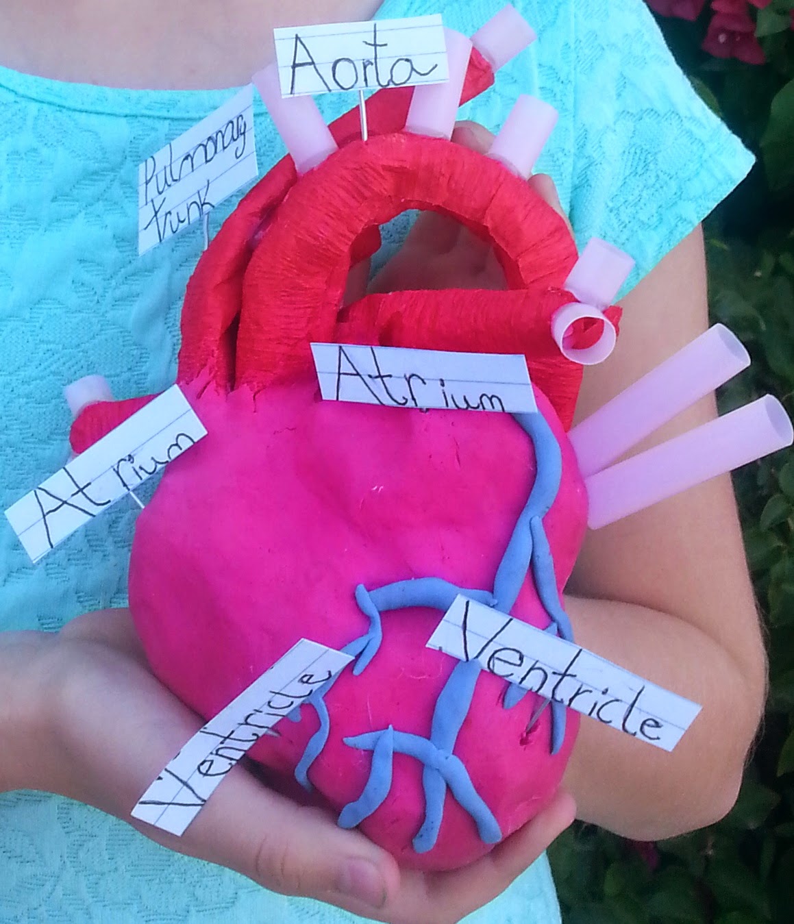 The Scientific Mom Let's Take A Trip Through The Cardiovascular System!