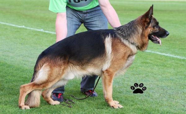 von der haus german shepherds