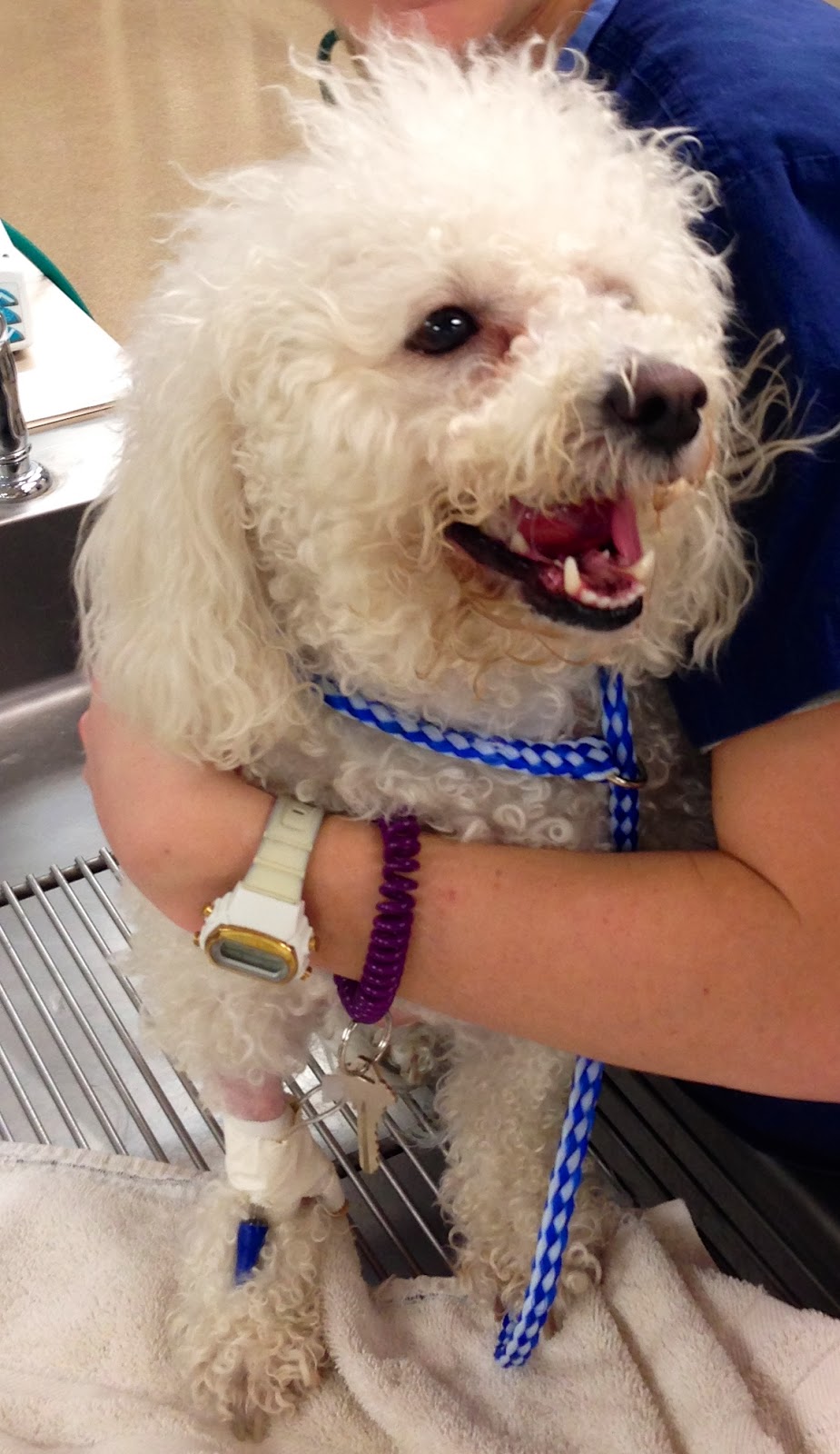 Veterinary Key Points What's Your Diagnosis on "Ollie" A 5 year old