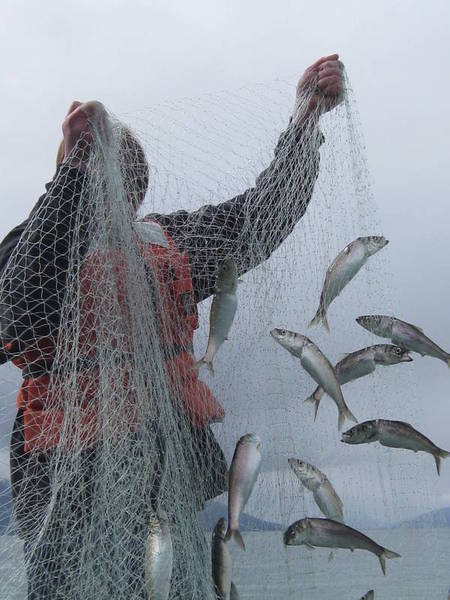 Shaking the Herring nets - Tides & Tales Maritime Community Project