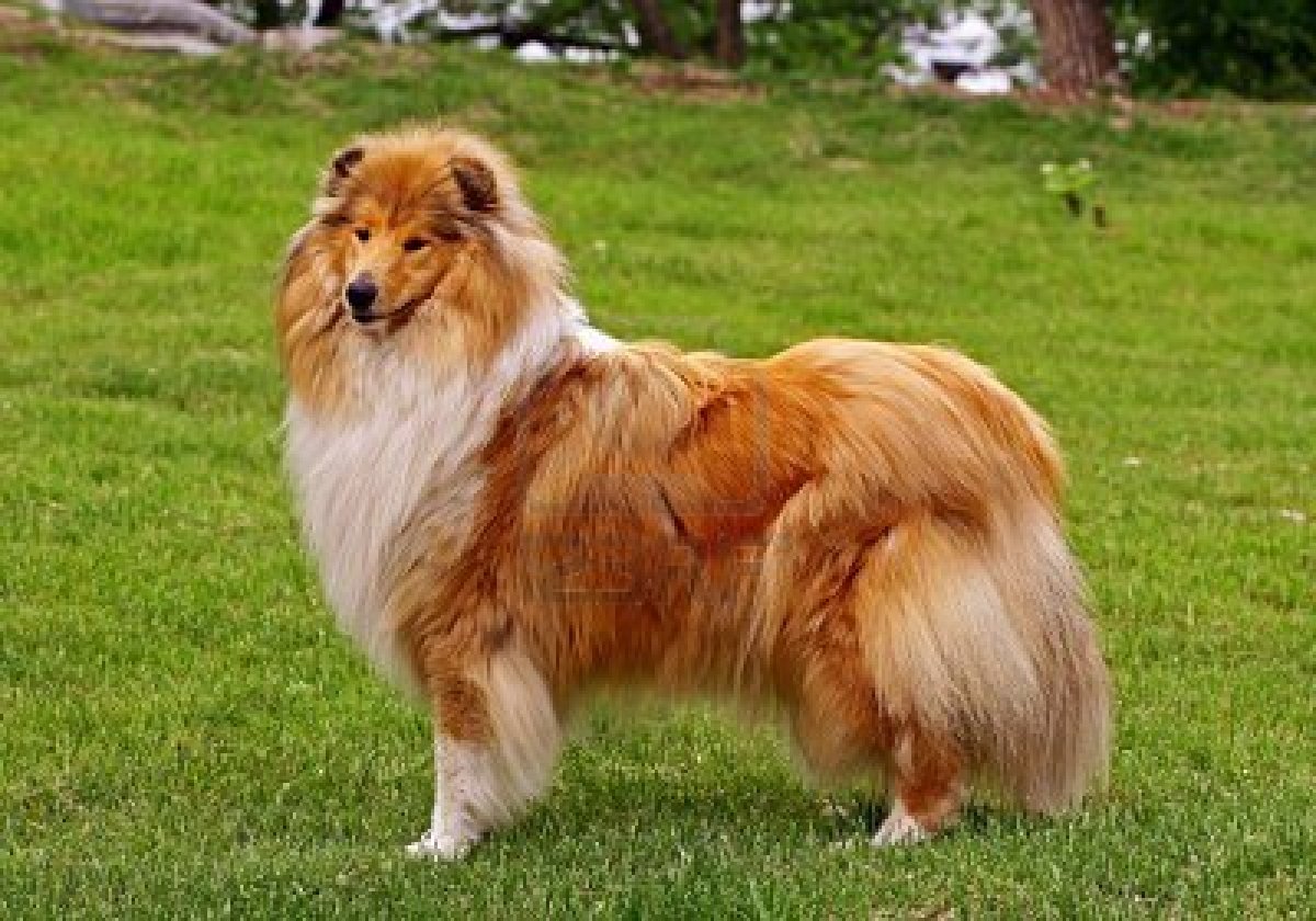 Collie Dog Breed Dog Training Home Dog Types