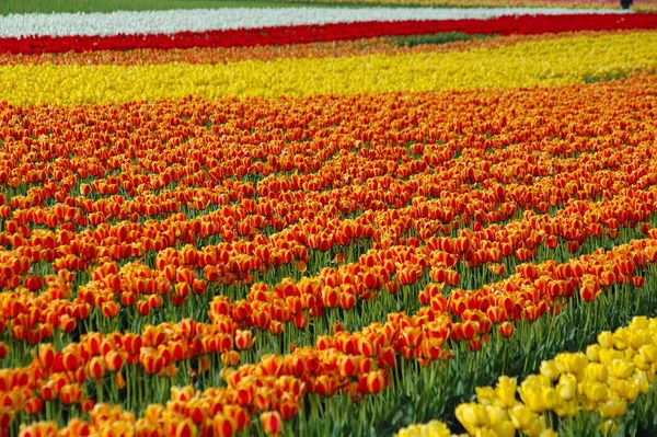 صور لحديقة كيوكينهوف Keukenhof أكبر و أجمل حديقة أزهار في العالم صور لحديقة كيوكينهوف Keukenhof أكبر و أجمل حديقة أزهار في العالم