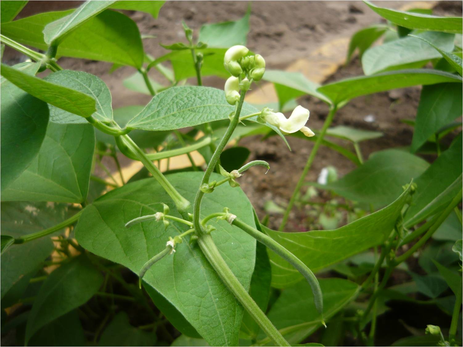 ALTERNATIVA ECOLÓGICA CULTIVO DE FRÍJOL VERDE