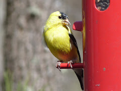 Goldfinch male