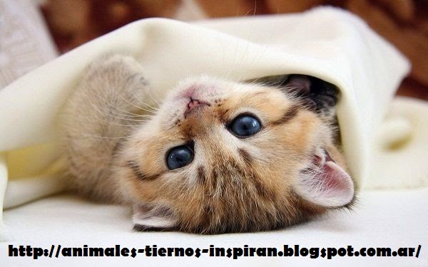 Animales Tiernos Inspiran: Animales muy tiernos