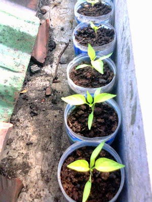 Tips Cara Menanam Cabe Rawit Merah Cara menyemai dan pembibitan benih tanaman cabai cabe untuk pembudidayaan tanaman cabai
