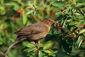 Female thrush bird |Funny Animal