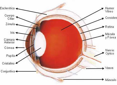 PARTES DEL OJO